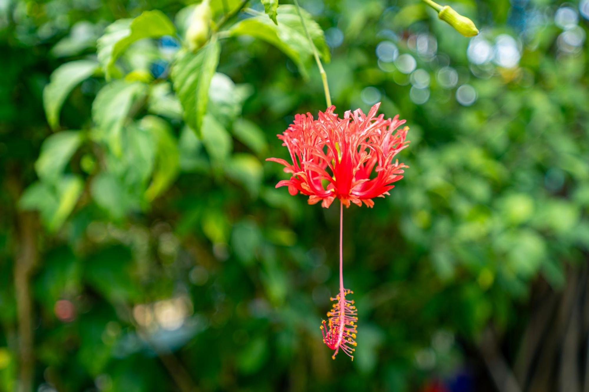 Lemongrass Lodge Beau Vallon  Dış mekan fotoğraf