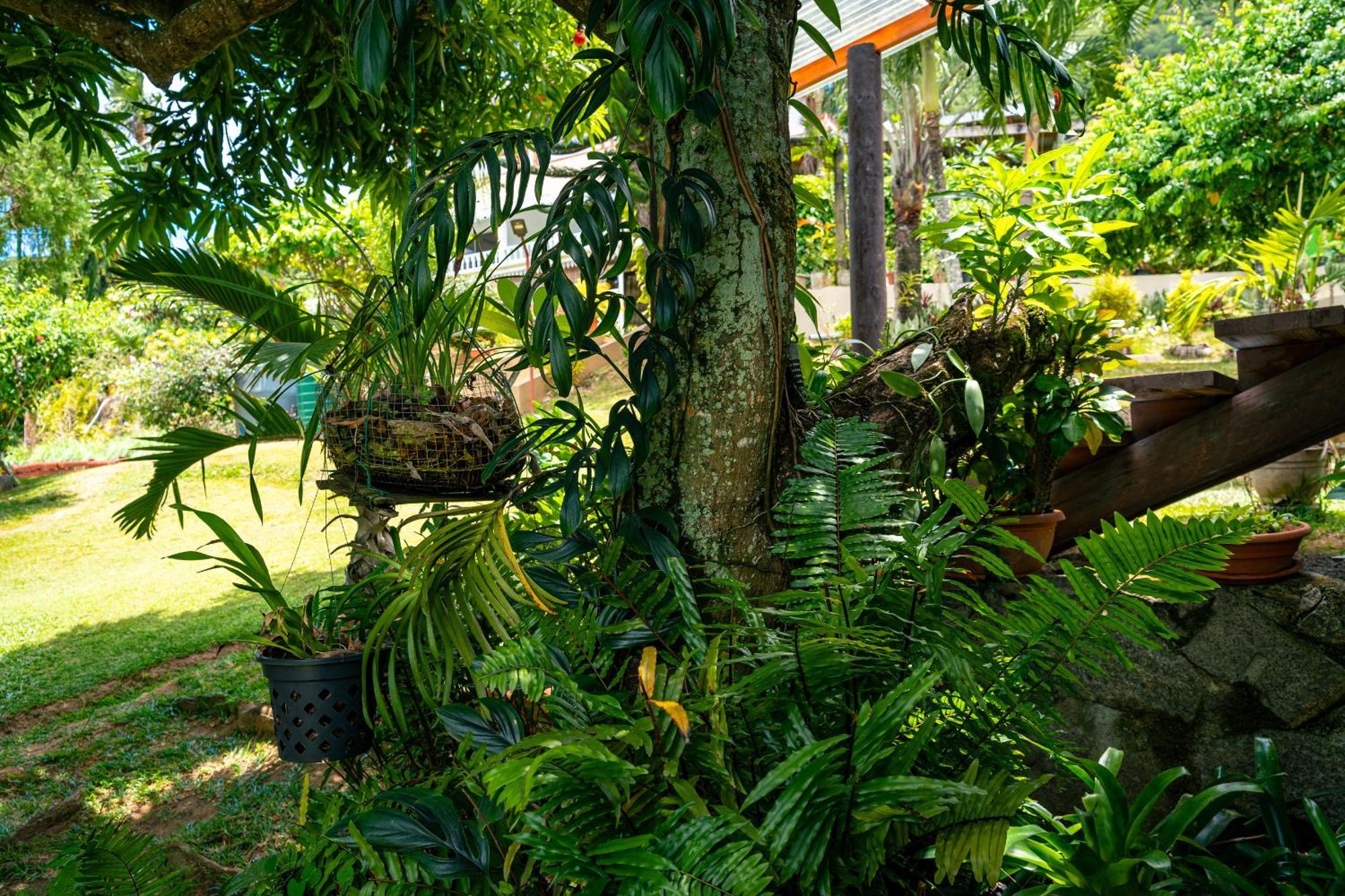 Lemongrass Lodge Beau Vallon  Dış mekan fotoğraf